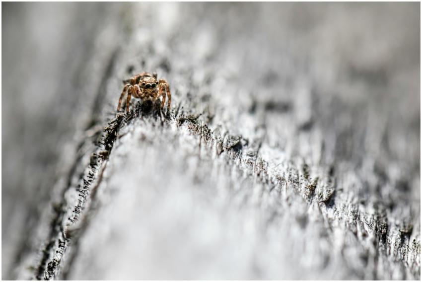 Detailed macro shot of a spider on a textured piec