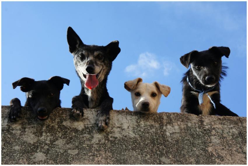 Four playful dogs peek over a wall against a clear
