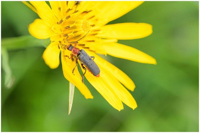 Vibrant macro shot of an insect on a yellow flower