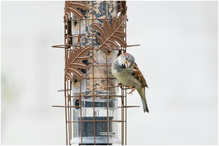 Free stock photo of cardinal, dove