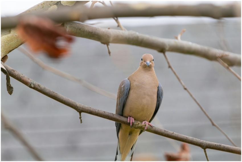 Free stock photo of cardinal, dove