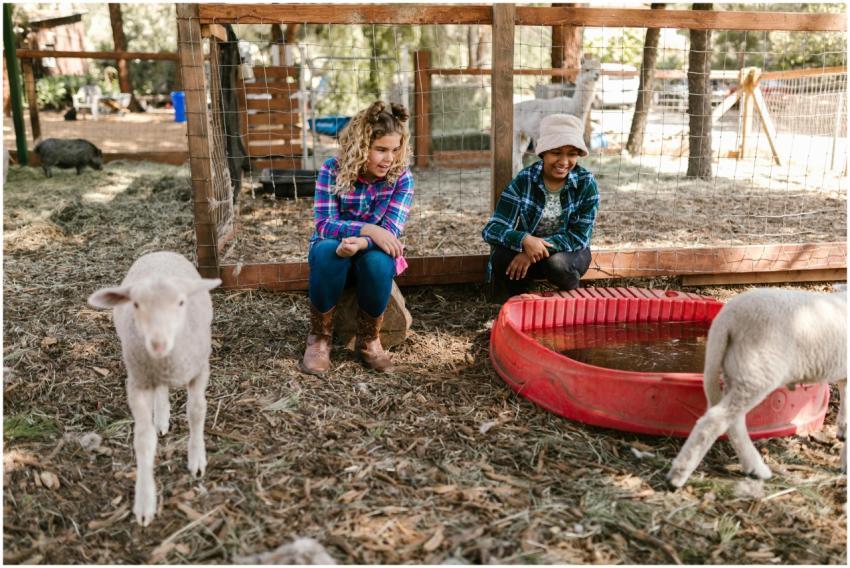 Two children interacting with lambs on a farm, cap