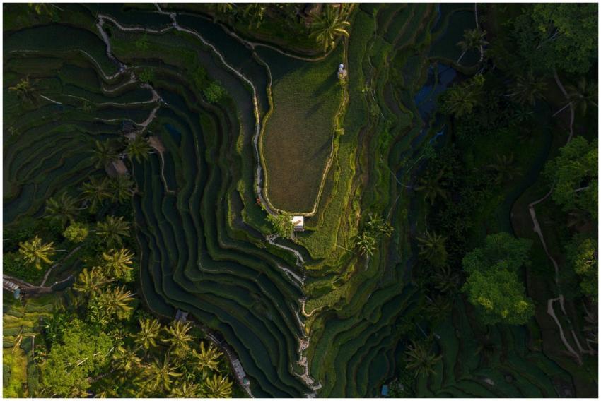 A breathtaking aerial perspective of rice terraces