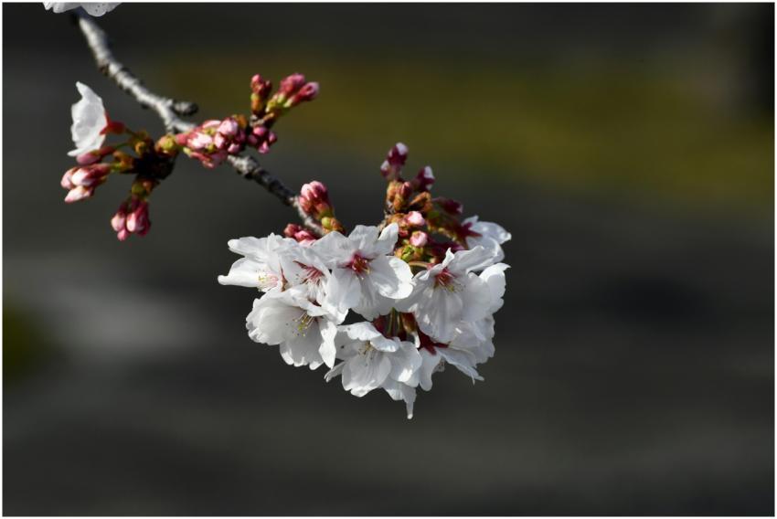 Beautiful close-up of cherry blossoms with buds du