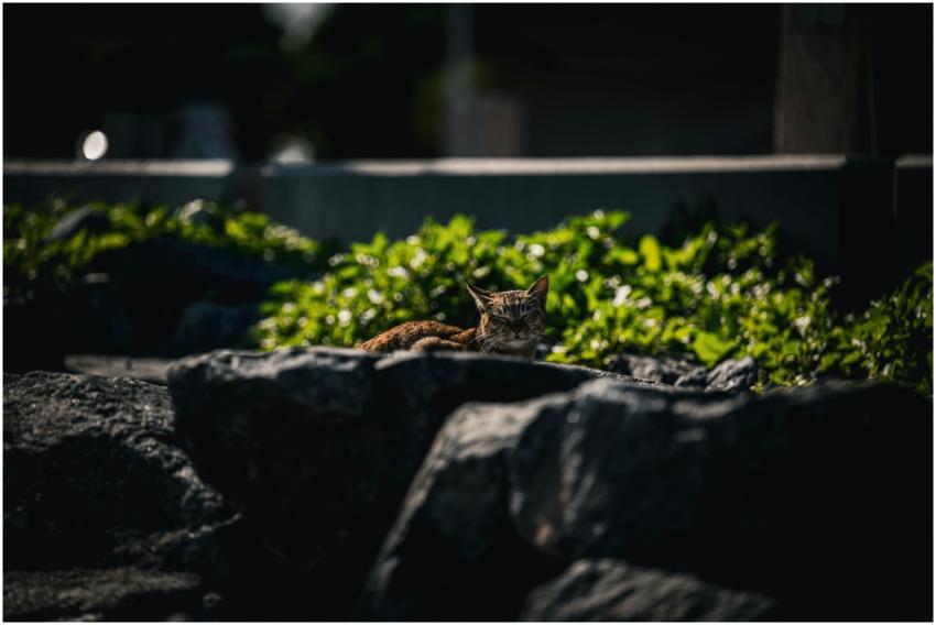 A serene scene of a cat lounging in the sunlight o