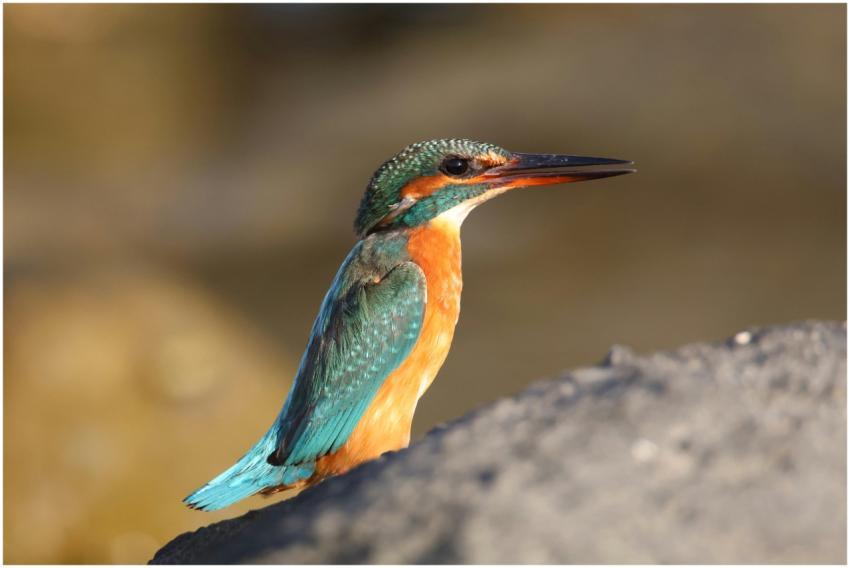 Vibrant kingfisher bird perched on a rock with blu