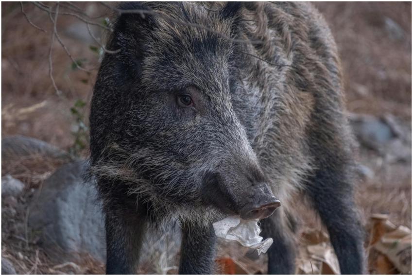 A wild boar in İzmir carrying litter, highlighting