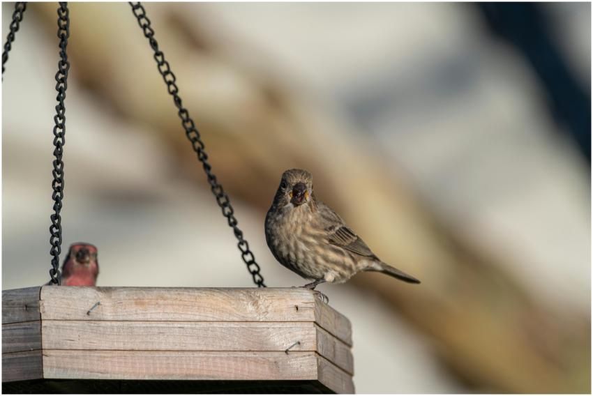 Free stock photo of cardinalis cardinalis, finch,