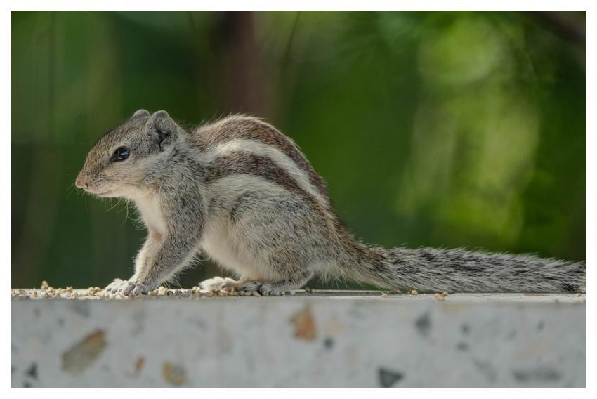 Squirrel Animal Nature Rodent