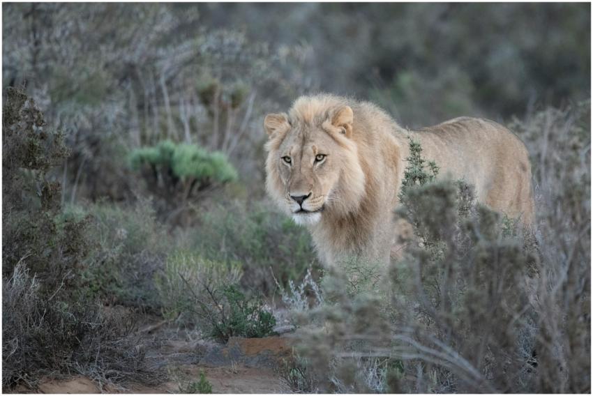 Wild lion prowls through bushes in Overberg, South
