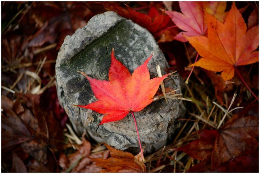 Bright red and orange maple leaves on a tree stump