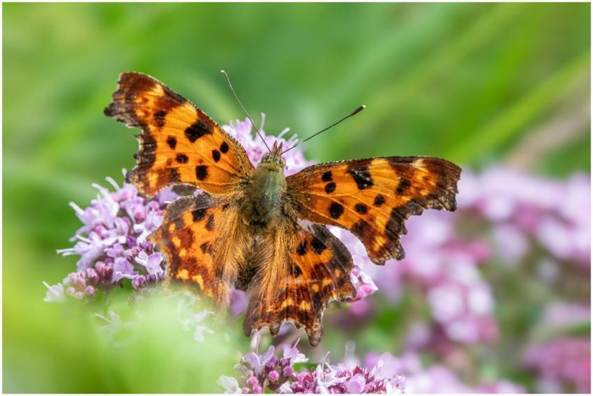 A vibrant orange butterfly rests on purple flowers