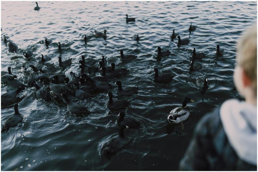 A flock of ducks and geese swim in a serene lake,