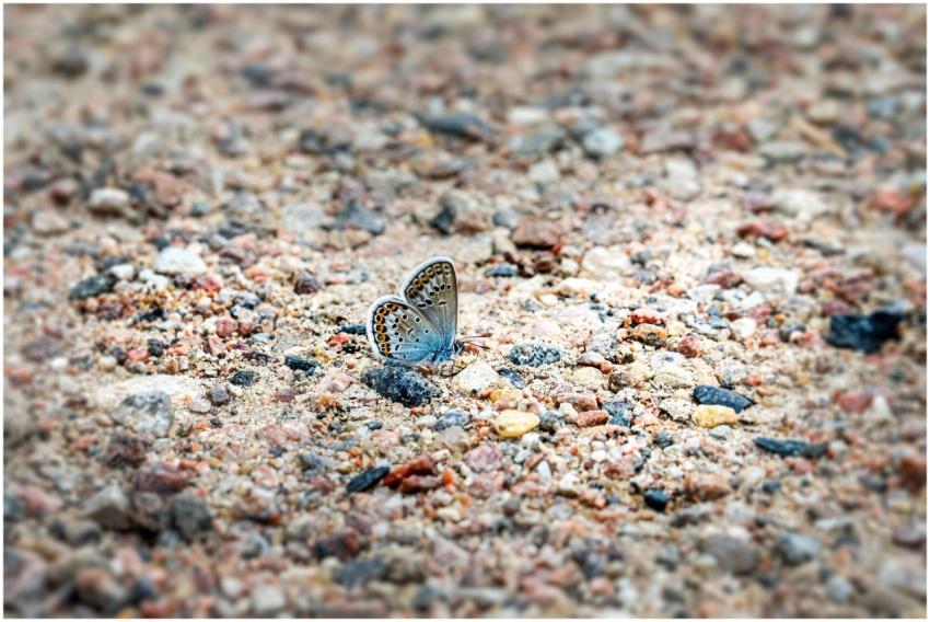 A detailed view of a butterfly resting on textured