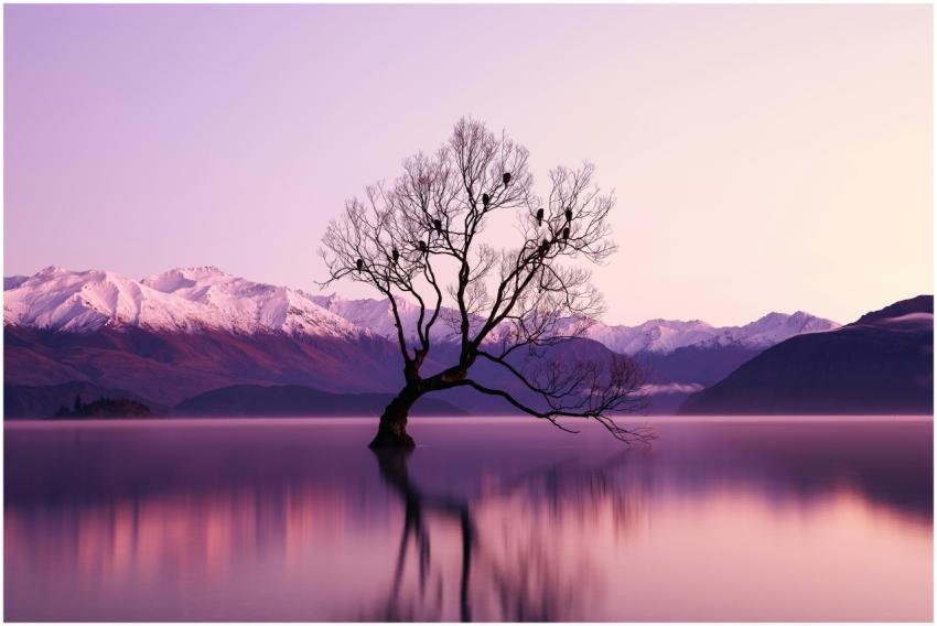 A serene landscape at dawn featuring a lone tree i