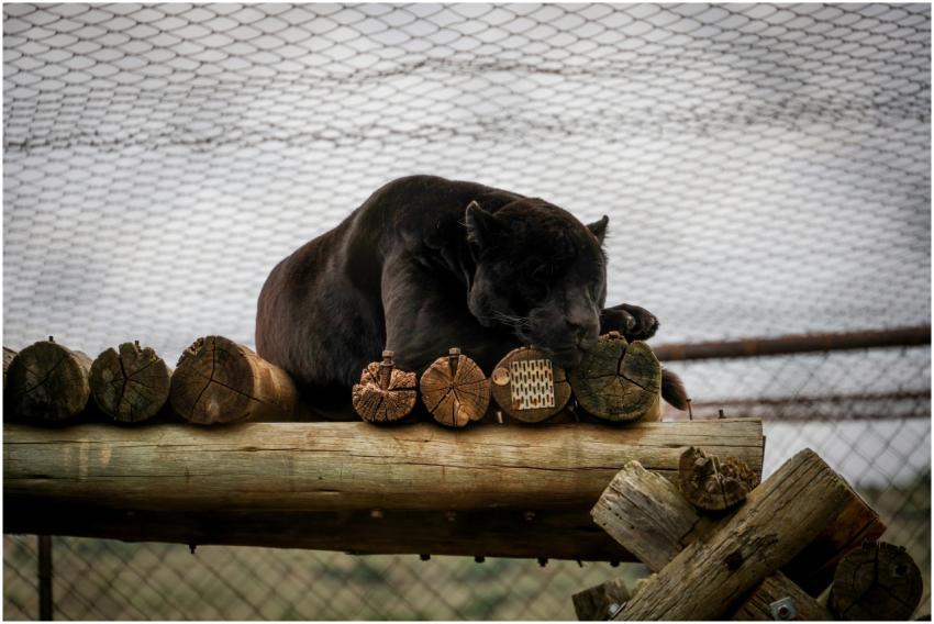 Free stock photo of animals, cats, jaguar