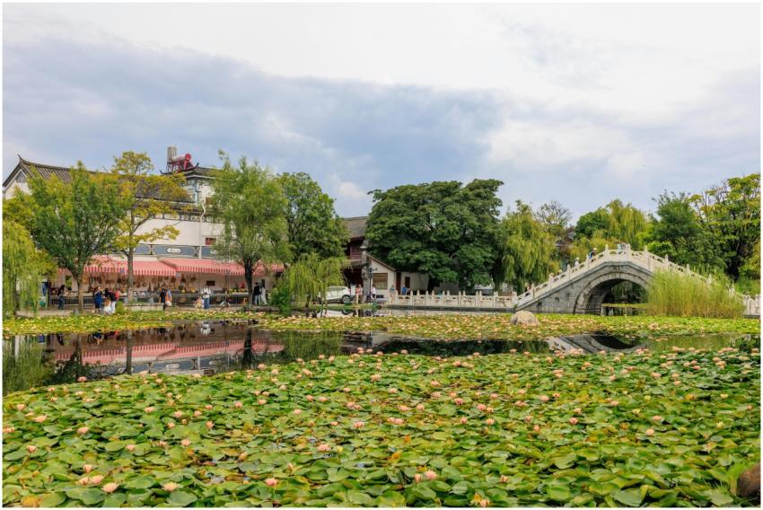 Picturesque lily pond reflecting a traditional arc