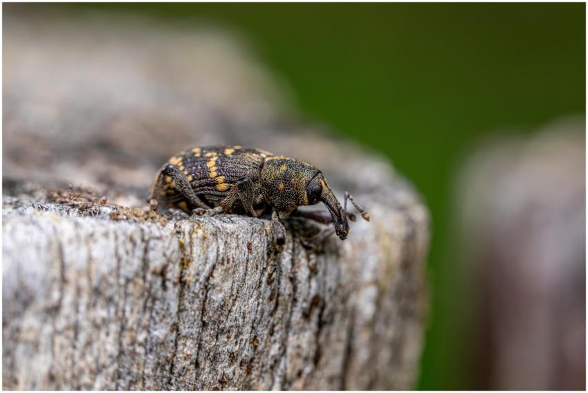 Detailed view of a weevil on a tree trunk outdoors