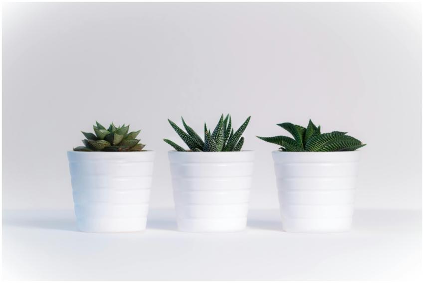 Three succulents in white pots on a white backgrou
