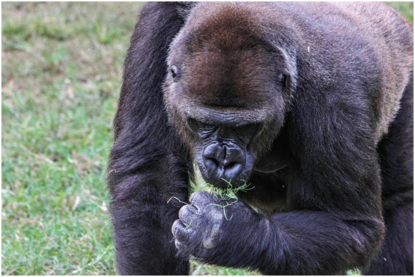 A gorilla is seen eating grass while in a relaxed