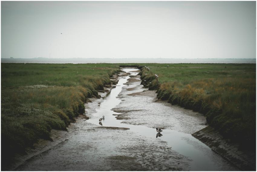 Peaceful marsh scenery in Langeoog, Germany, showc