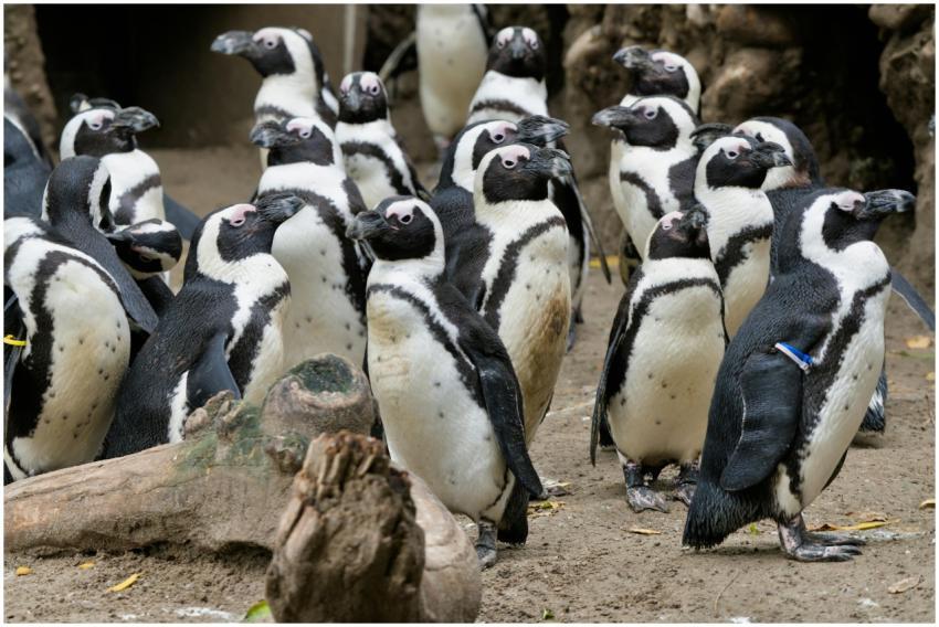 A colony of African Penguins gathered in a zoo, sh