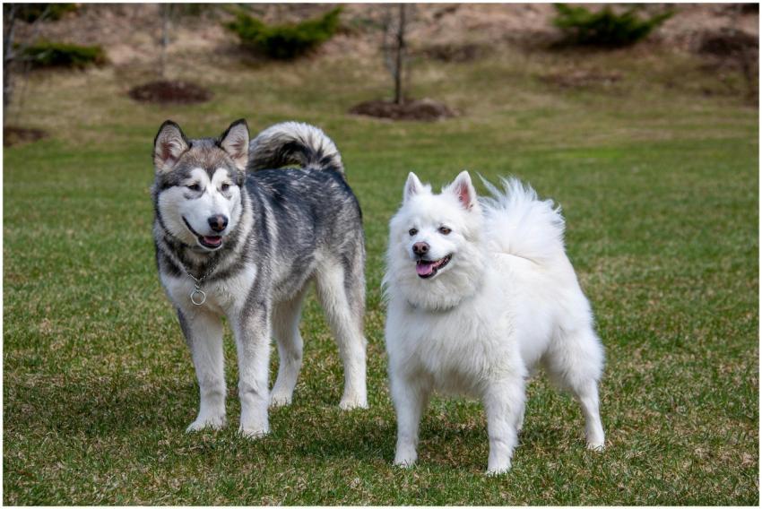 Two friendly dogs, an Alaskan Malamute and an Amer