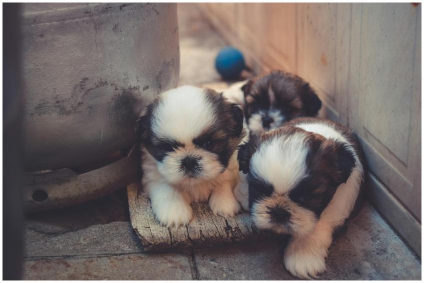 Three cute Shih Tzu puppies playing and hiding ind