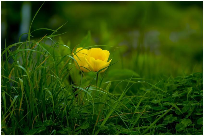 Vivid yellow flower amidst lush green grass, captu