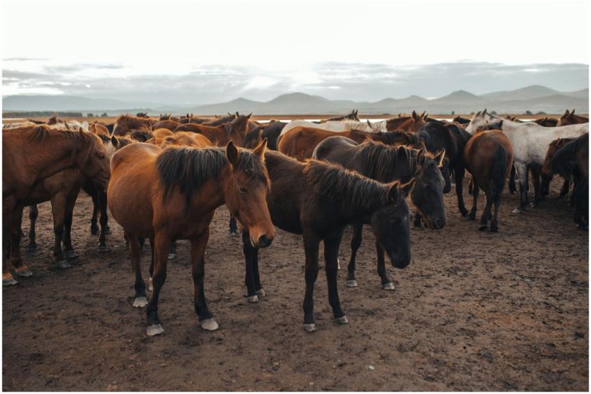 A large group of wild horses grazing on an open fi