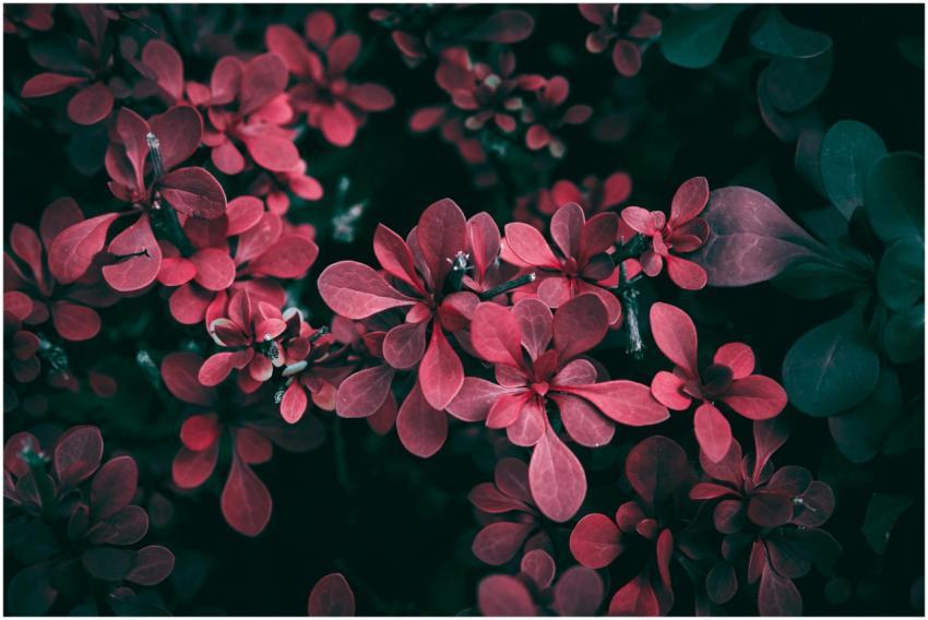 Close Up Vibrant Red