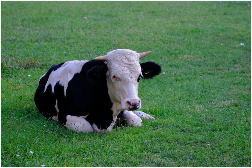 A Holstein cow lying in a lush green pasture in ru
