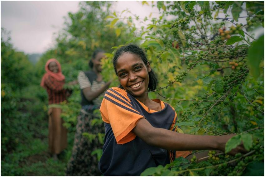 Joyful woman picks coffee berries with friends in
