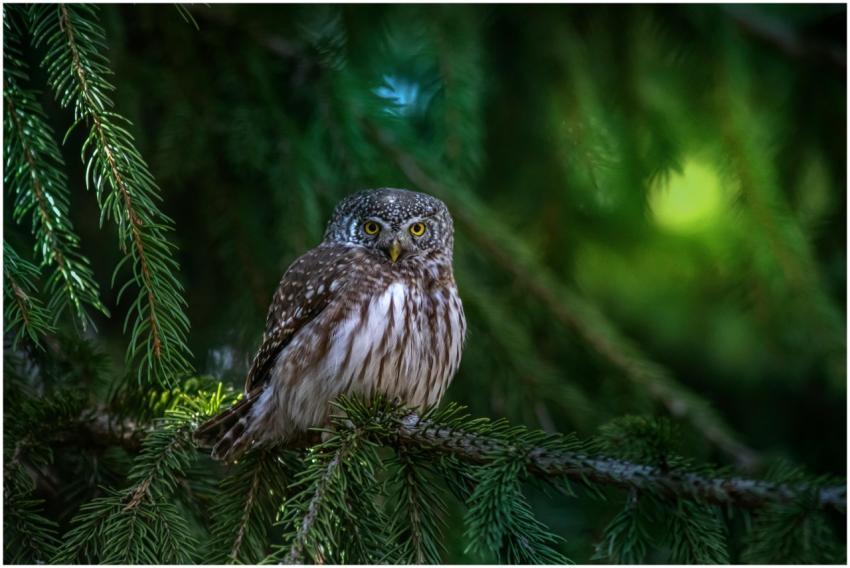 Close-up of a Eurasian Pygmy Owl on a branch in an
