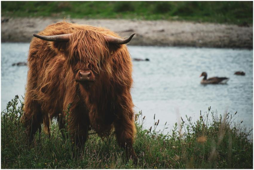Majestic Highland cow standing by a serene lake wi