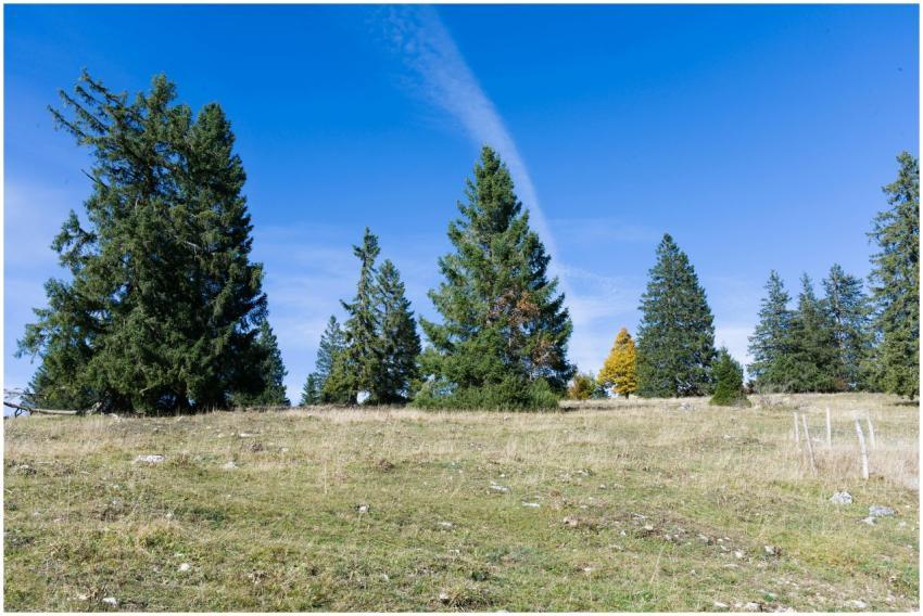 Beautiful landscape with tall pine trees under a c
