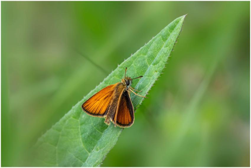 Macro shot of an Essex Skipper butterfly perched o