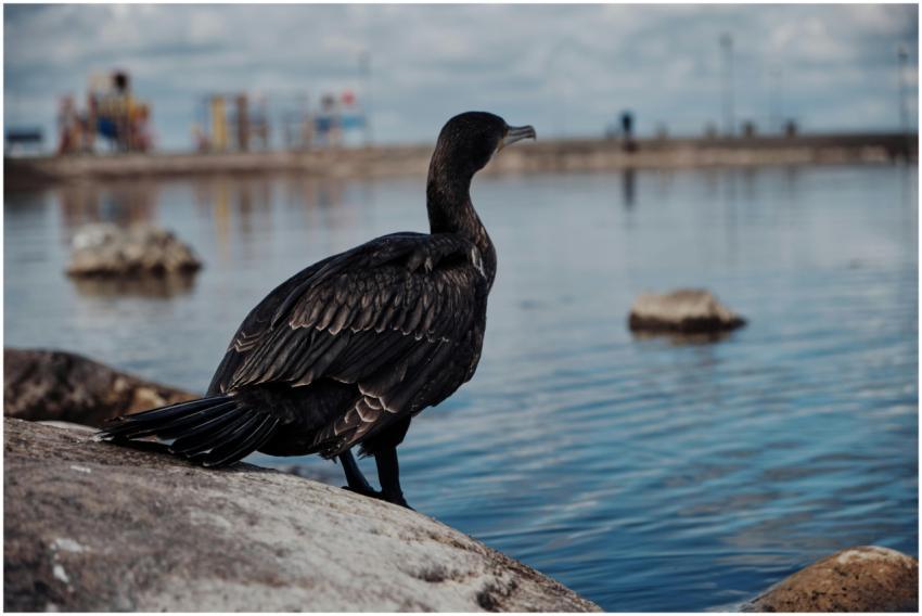 A great cormorant sits on a rock by the lakeshore,