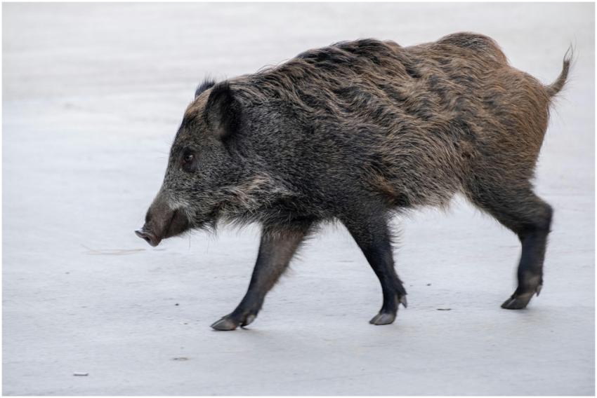 A wild boar walking on a snowy surface, captured d