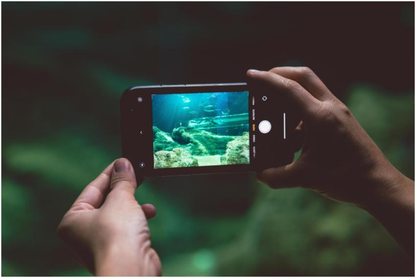 A person photographing an aquarium scene using a s