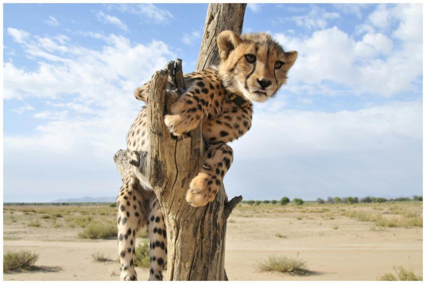 A curious cheetah cub climbs a tree in the African