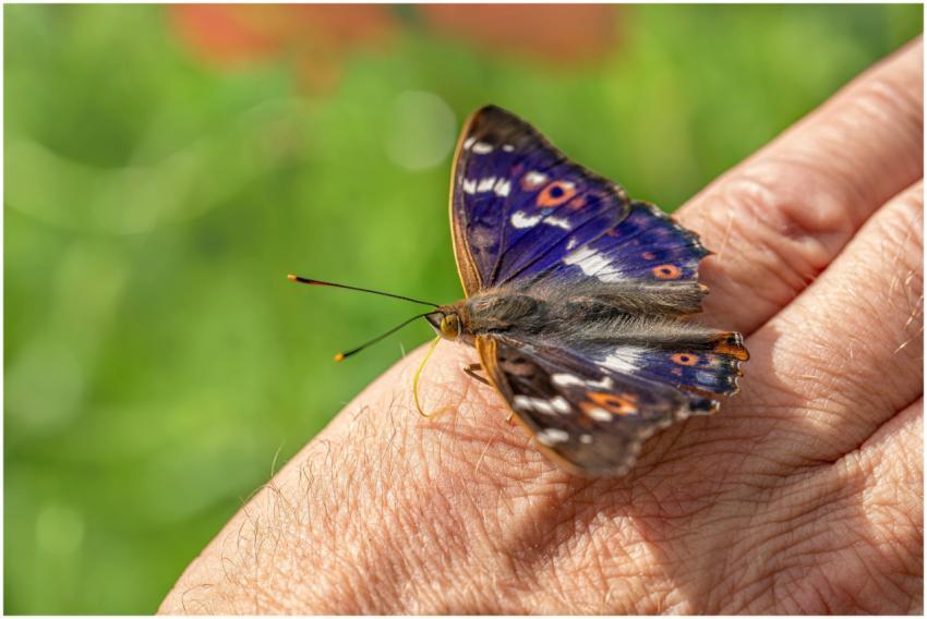 Macro shot of a vibrant butterfly resting on a han