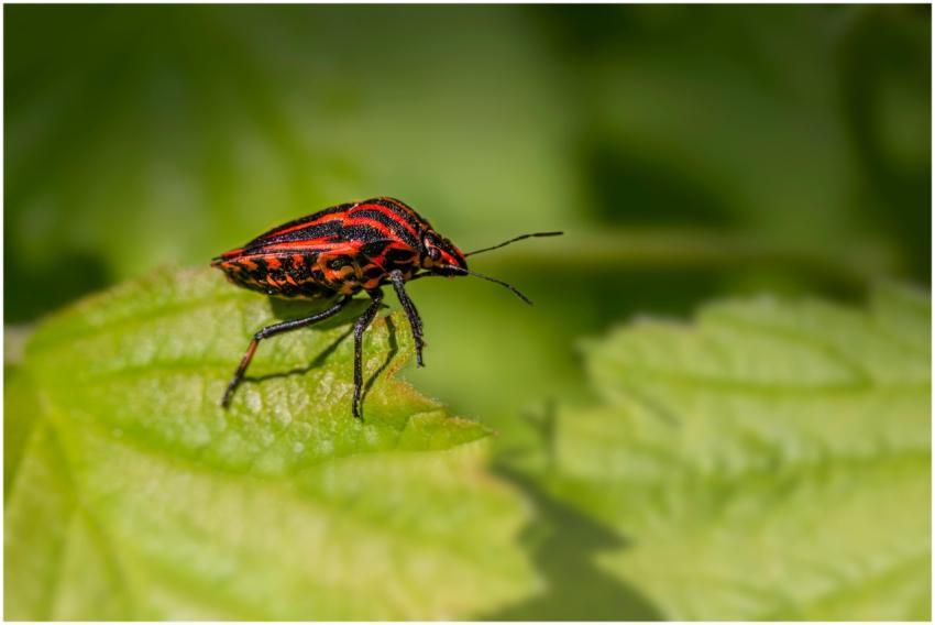 Vibrant striped beetle perched on a green leaf in