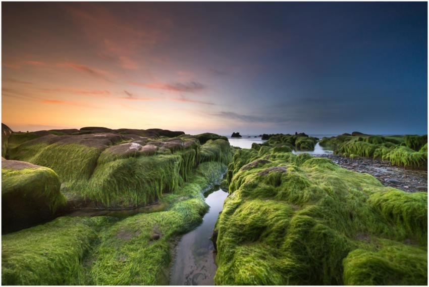 Stunning coastal landscape featuring moss-covered
