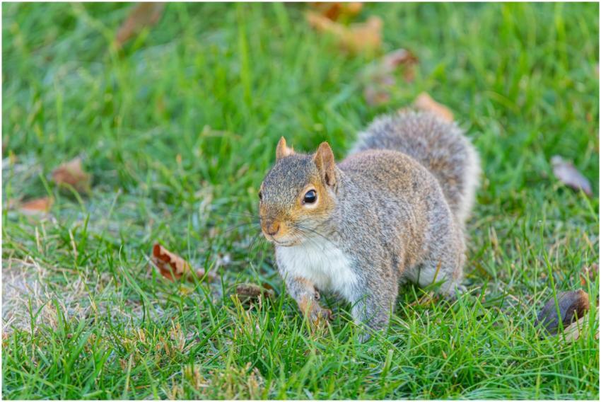 Free stock photo of cardinalis cardinalis, finch,