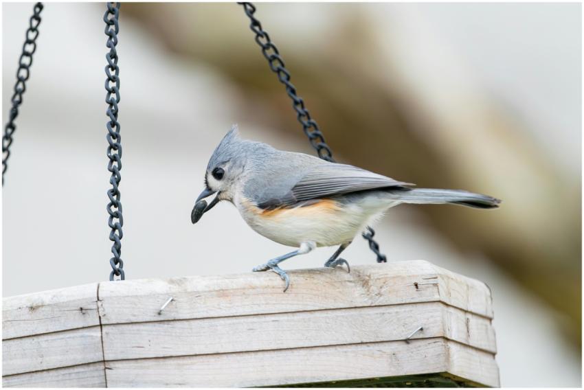 Free stock photo of cardinal, dove
