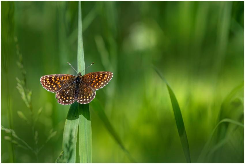 A vibrant butterfly perched on a leaf, showcasing