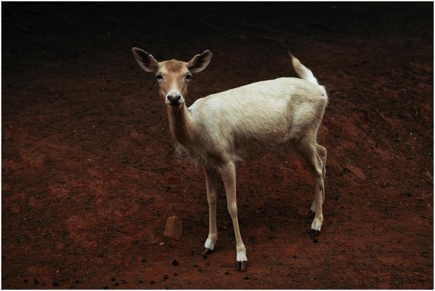 A solitary deer stands on earthy ground in Augusta