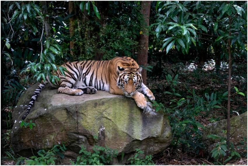 Majestic Bengal tiger rests on a rock in a lush ju