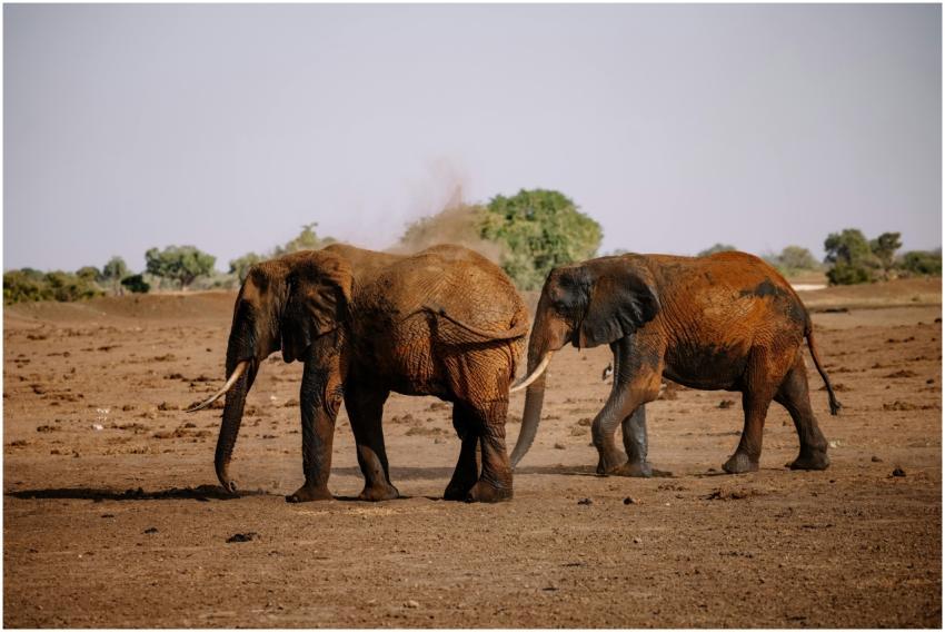 Two African elephants stroll across the dry savann